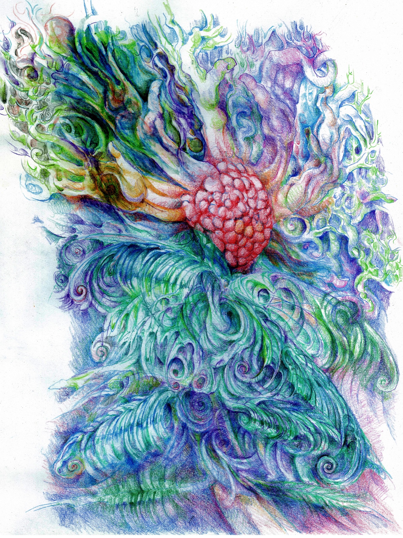 A colored pencil drawing of a flower-like anatomical bloom with blue green leaves and a red central cluster.